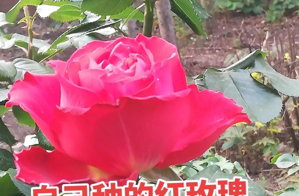 哪种红玫瑰的花期最长？