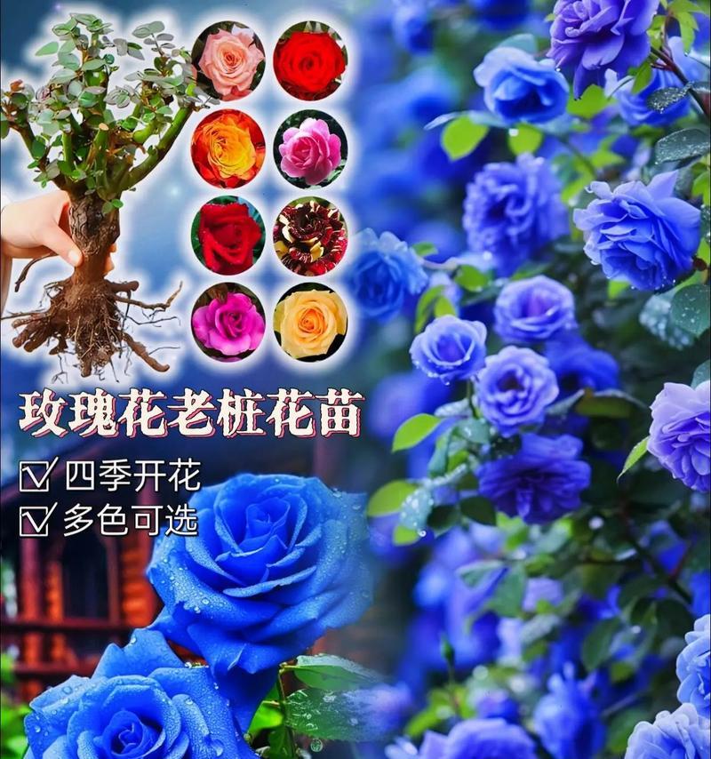 玫瑰花开花的标准是什么？需要几天才能完全开放？