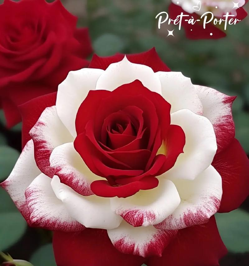 玫瑰花开花的标准是什么？需要几天才能完全开放？