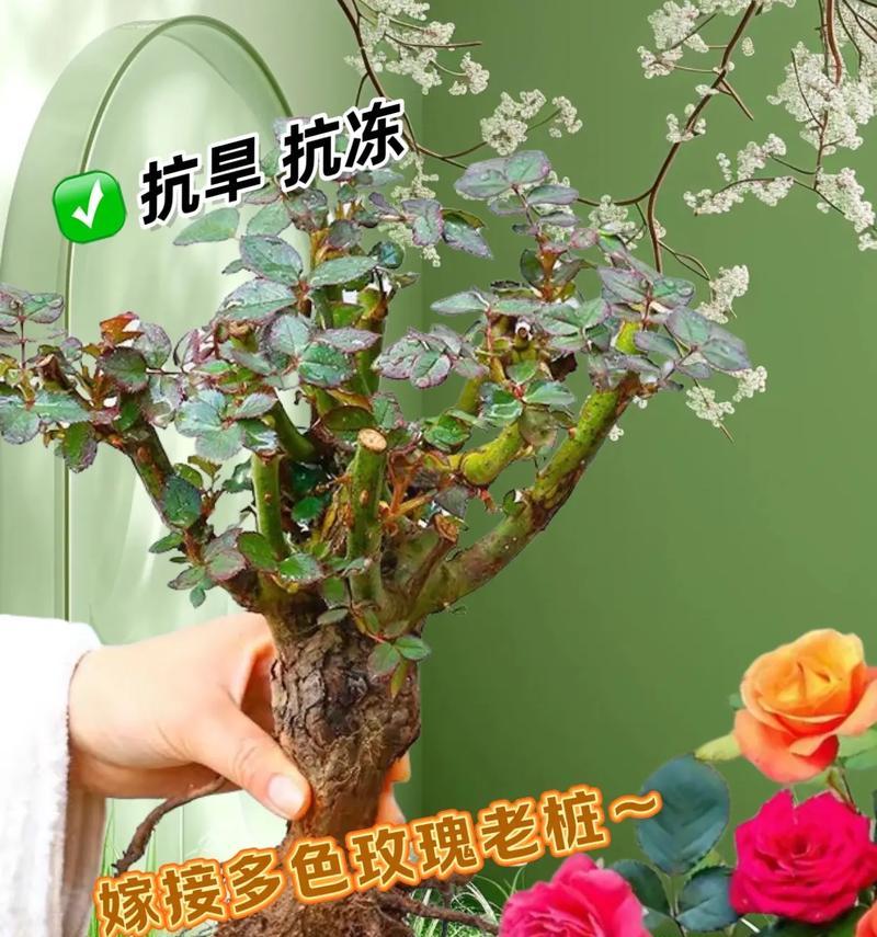 玫瑰花开花的标准是什么？需要几天才能完全开放？