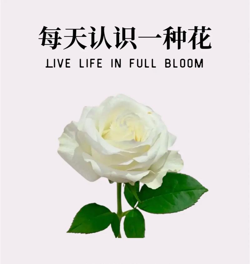 哪种花的花语是开心的月亮？