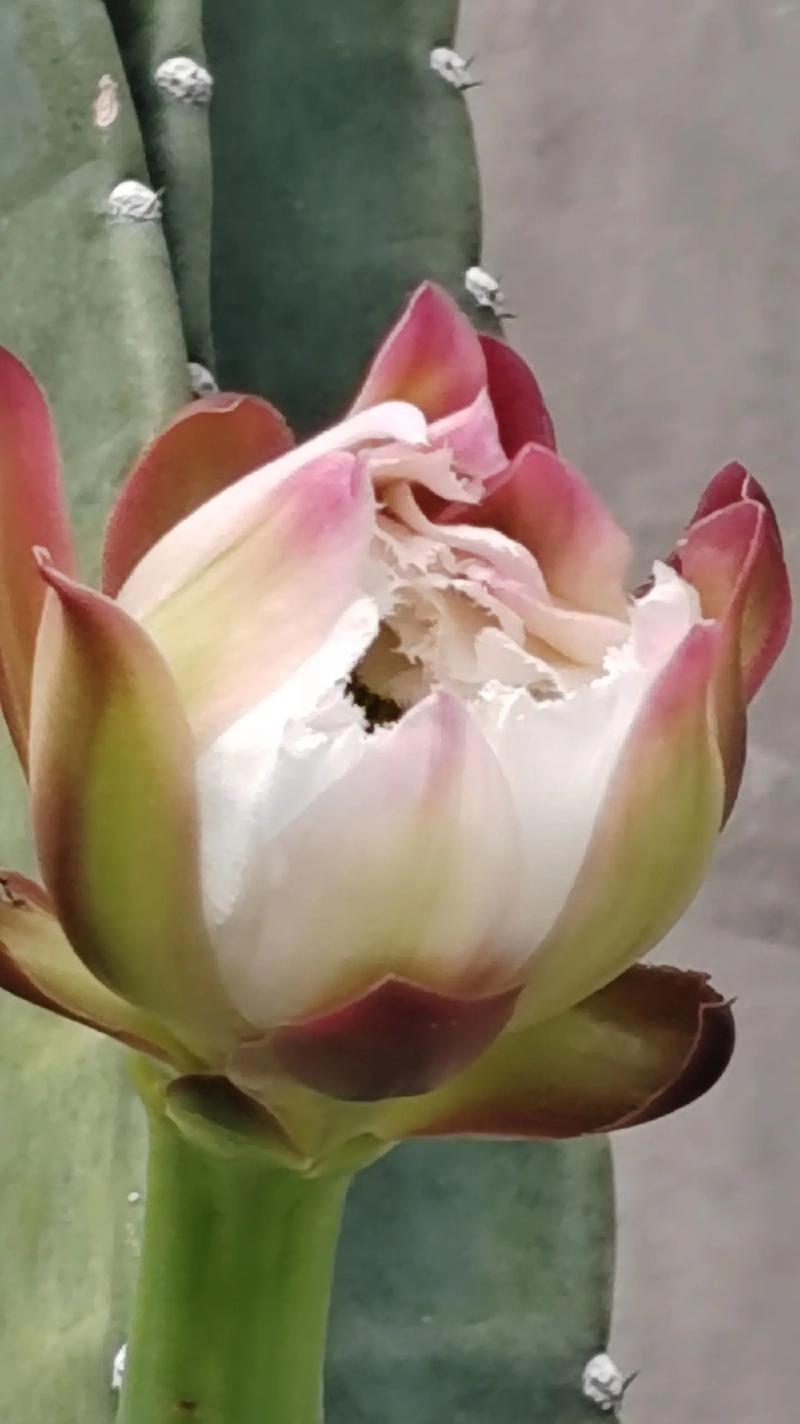 中华仙人掌开花条件是什么？怎样促进其开花？