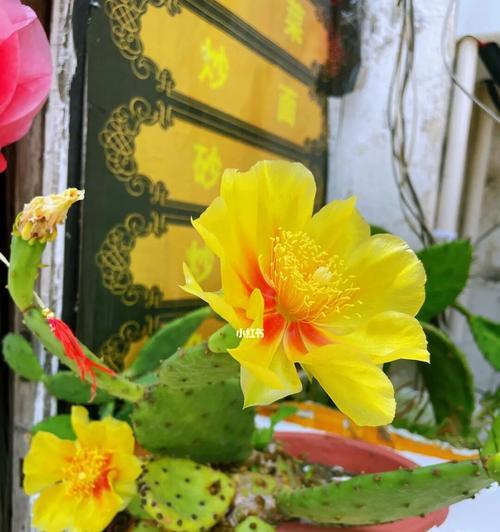 中华仙人掌开花条件是什么？怎样促进其开花？
