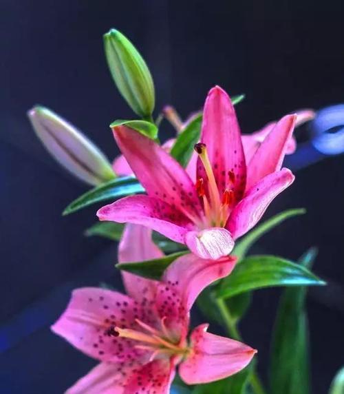 百合花代表伟大的爱吗？百合花语中伟大的爱有何含义？