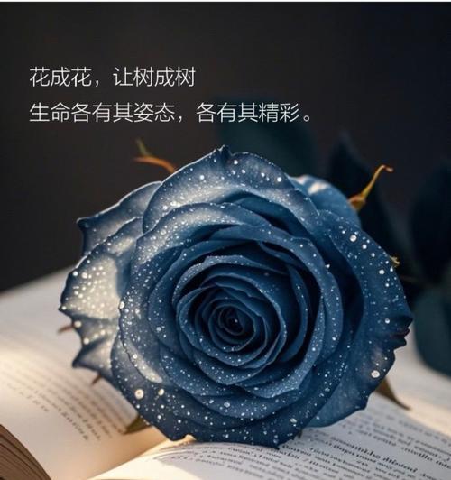 玫瑰花鲜花如何栽培？栽培过程中需要注意什么？