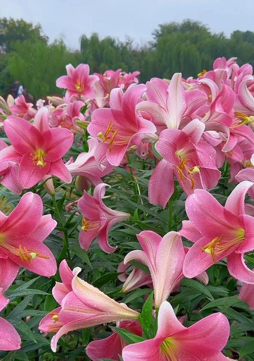 百合花代表伟大的爱吗？百合花语中伟大的爱有何含义？