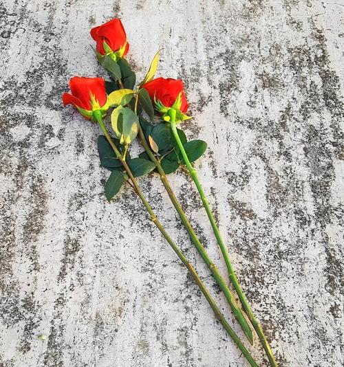 玫瑰花鲜花如何栽培？栽培过程中需要注意什么？
