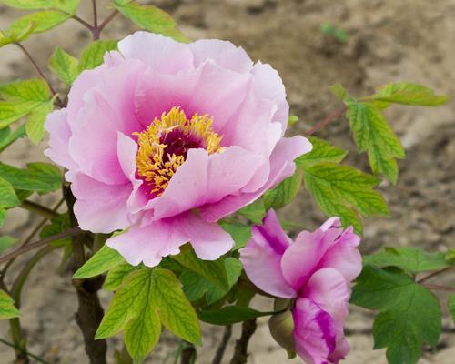 牡丹花下死的花语是什么？它代表了什么含义？