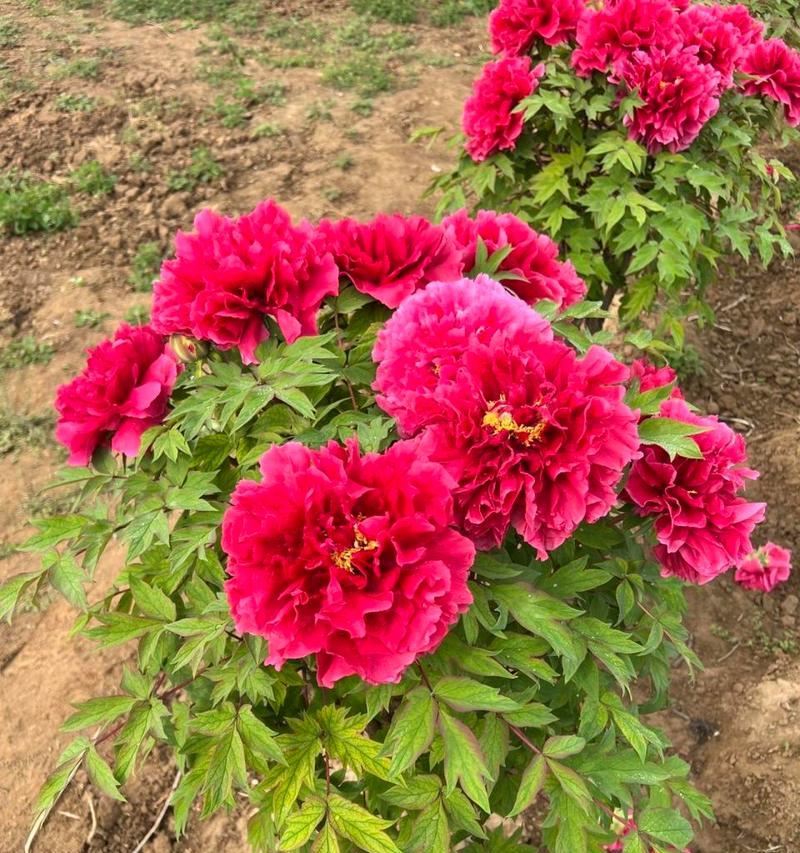 荆州地区牡丹花种植品种推荐是什么？