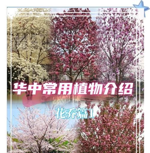 樱花多肉植物的花语代表什么含义？