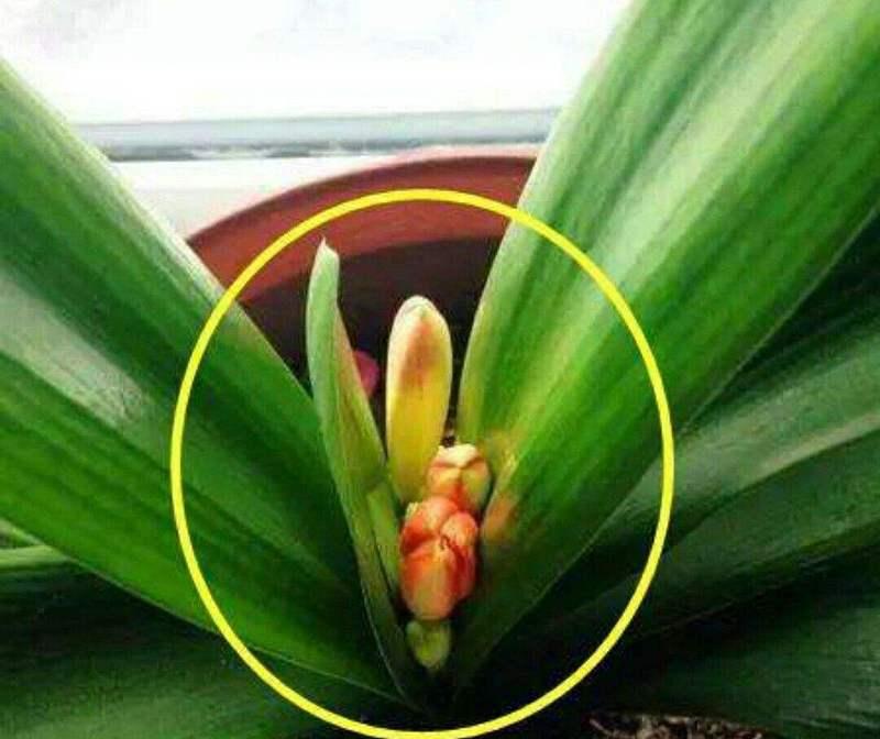 夏季君子兰长花苞了怎么办？如何处理？