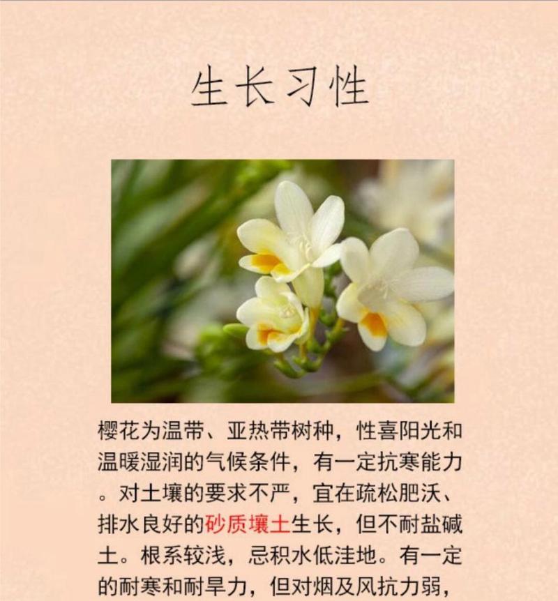 樱花多肉植物的花语代表什么含义？