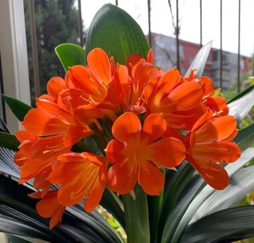 夏季君子兰长花苞了怎么办？如何处理？