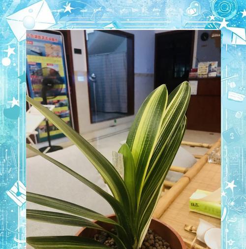 夏季君子兰长花苞了怎么办？如何处理？