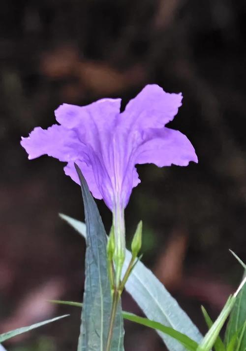 花刺与甘蔗组合的花语有何深意？