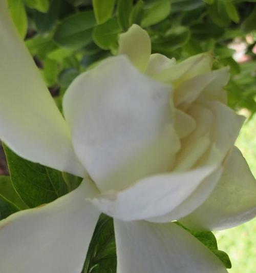 花刺与甘蔗组合的花语有何深意？