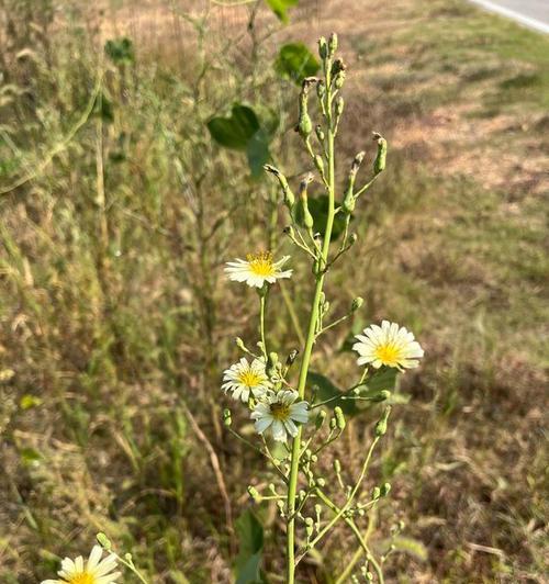 花刺与甘蔗组合的花语有何深意？