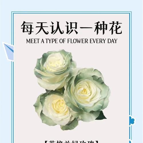 绿玫瑰背后的故事及其花语是什么？