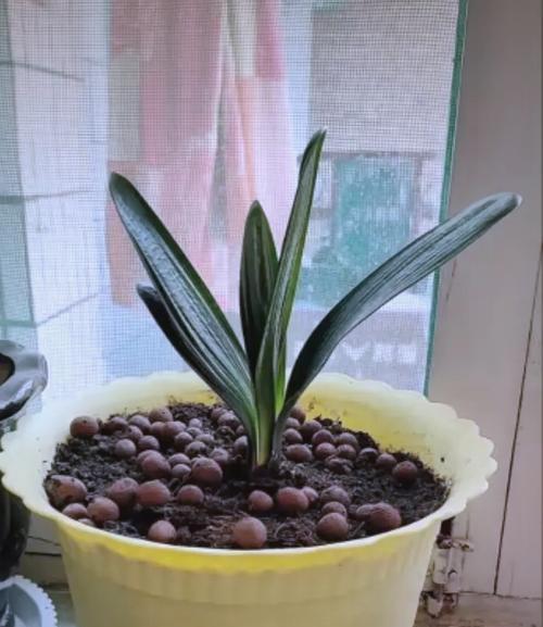 君子兰第一次栽培怎么浇水最合适？