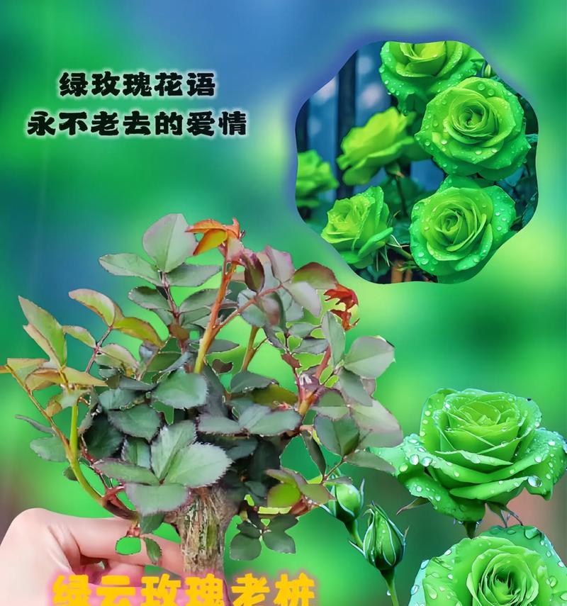 绿玫瑰背后的故事及其花语是什么？