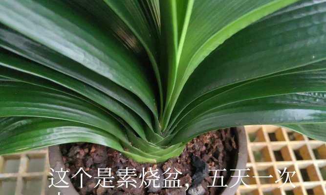 君子兰第一次栽培怎么浇水最合适？