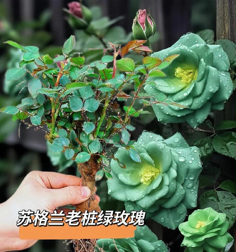 绿玫瑰背后的故事及其花语是什么？