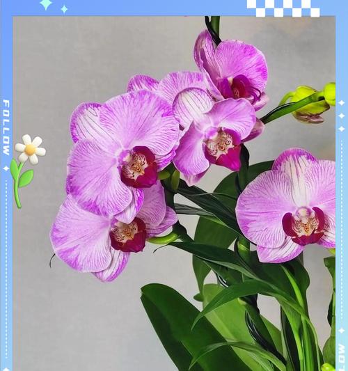 蝴蝶蓝的花语是什么？它有什么特别的寓意吗？
