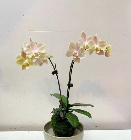 蝴蝶蓝的花语是什么？它有什么特别的寓意吗？