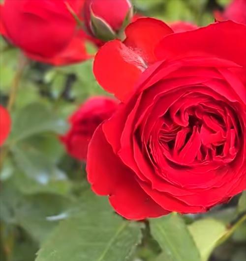 粉色与红色玫瑰花各自代表什么？