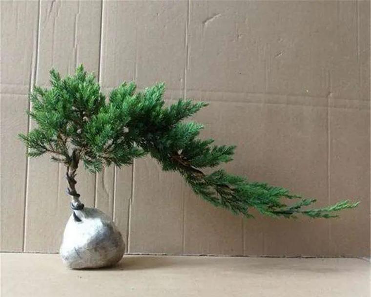 黑色雷斯玫瑰花的养护方法是什么？如何养好黑色雷斯玫瑰花？