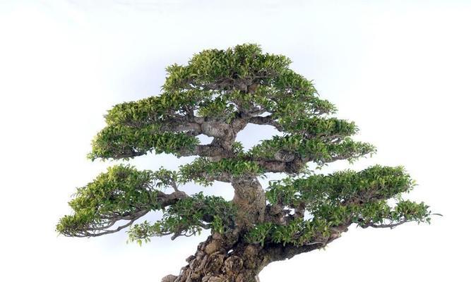 黑色雷斯玫瑰花的养护方法是什么？如何养好黑色雷斯玫瑰花？