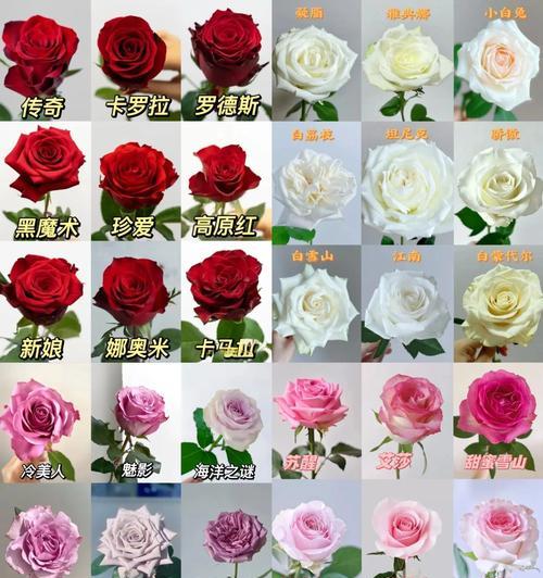 新婚送花应该选择什么花语？有哪些花语既好听又有寓意？