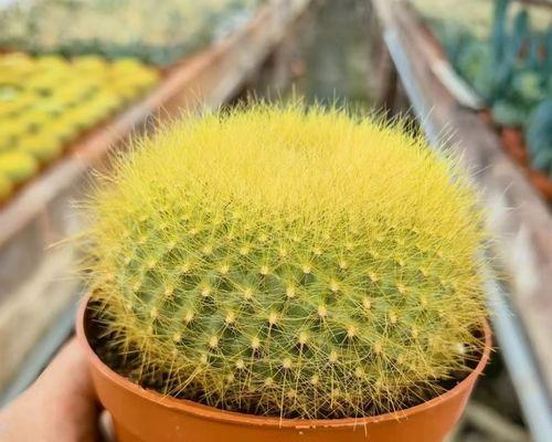 仙人球雪光花盆的种植方法是什么？
