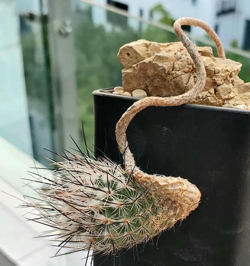 仙人球雪光花盆的种植方法是什么？