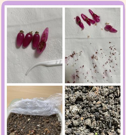 仙人球种子种植的正确步骤是什么？