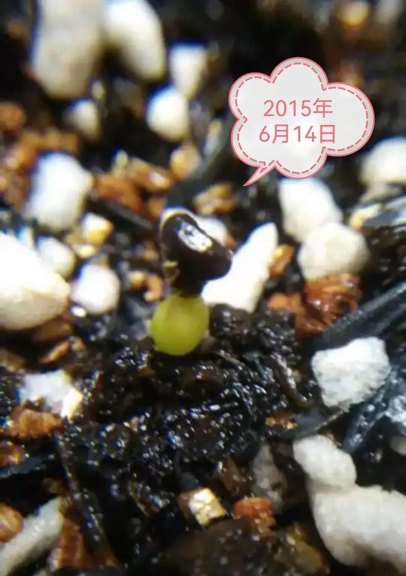 仙人球种子种植的正确步骤是什么？