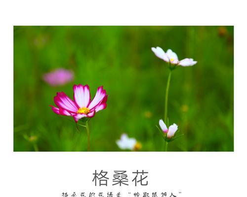 极地之花的寓意有哪些？