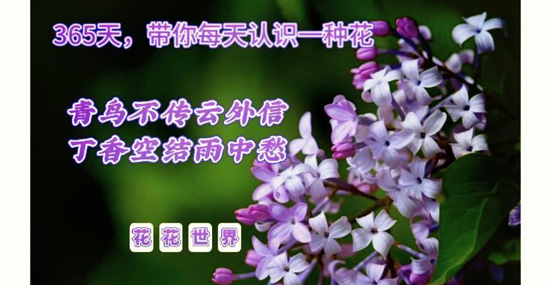 哪种花的花语代表着初恋？
