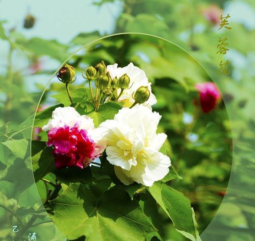 芙蓉花代表什么？芙蓉花的花语有哪些含义？