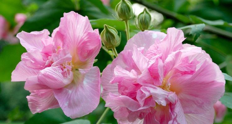芙蓉花代表什么？芙蓉花的花语有哪些含义？