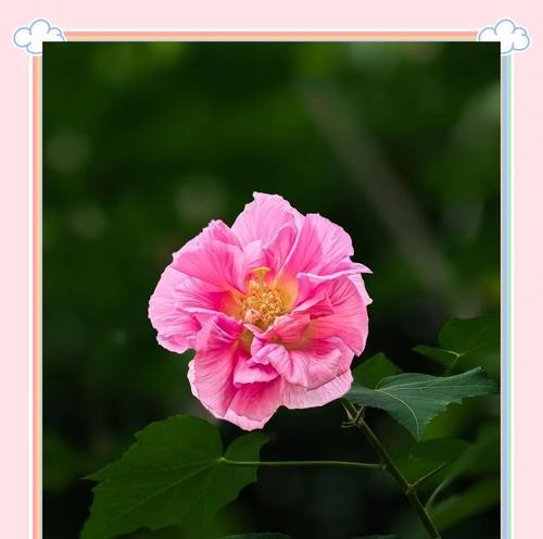 芙蓉花代表什么？芙蓉花的花语有哪些含义？