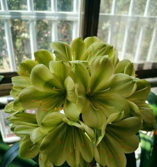 君子兰元宝黄花的正确养护技巧是什么？