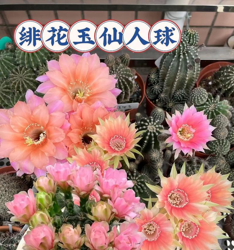 多种仙人球花养护方法是什么？