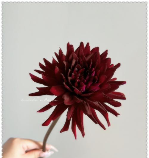 道具诱惑的花语代表了什么？