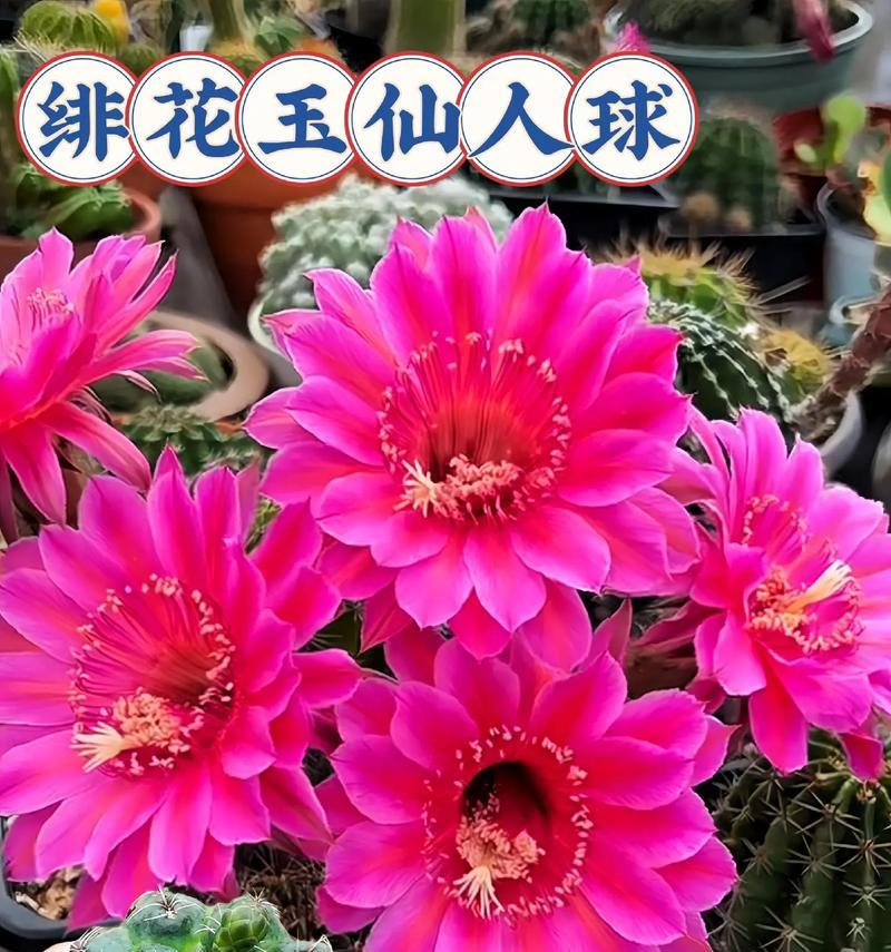 多种仙人球花养护方法是什么？