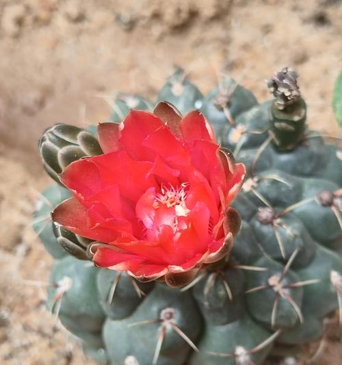 多种仙人球花养护方法是什么？
