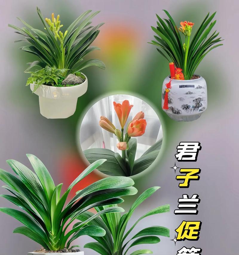 君子兰即将开花时应浇哪种营养液？