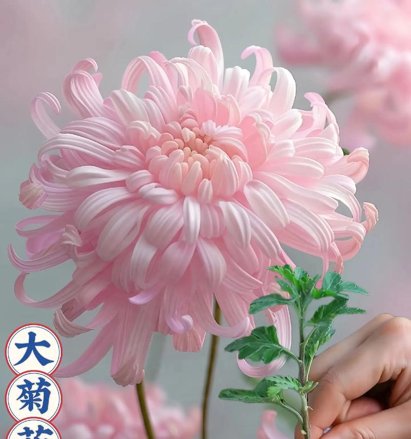 菊花花盒的寓意和花语代表了什么？
