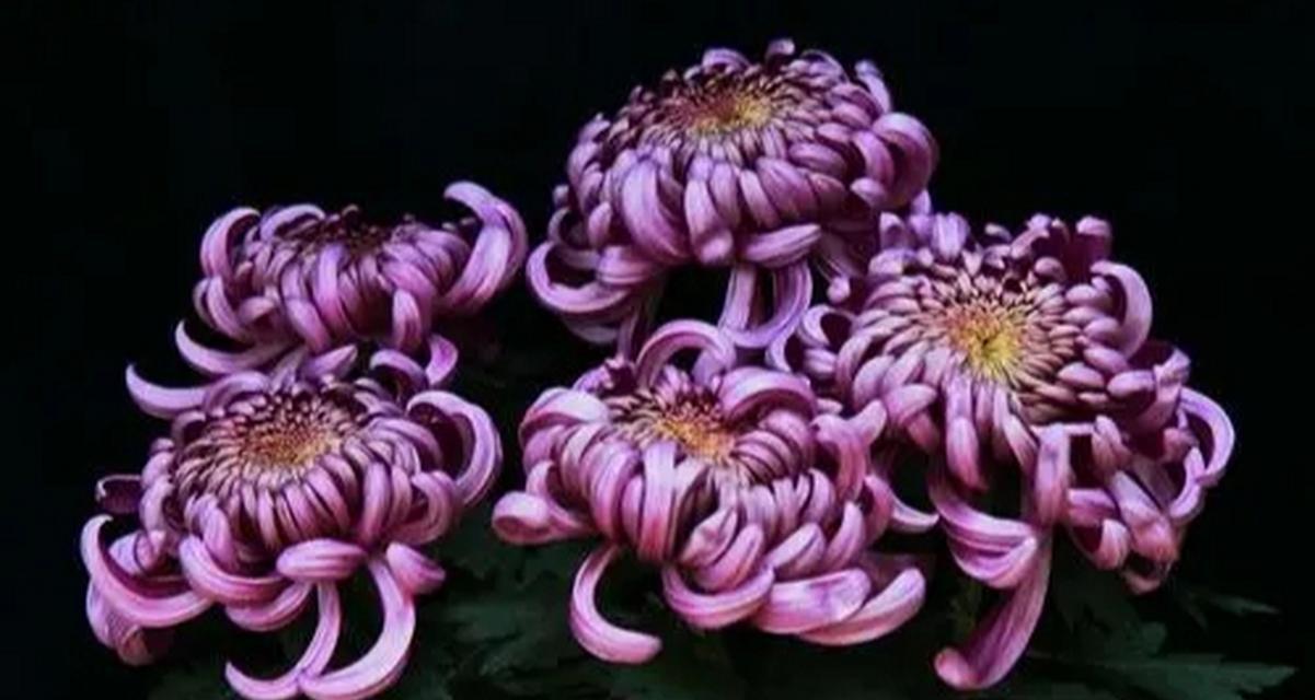 菊花花盒的寓意和花语代表了什么？