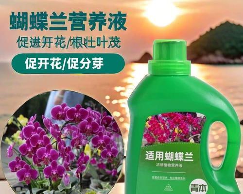 君子兰即将开花时应浇哪种营养液？